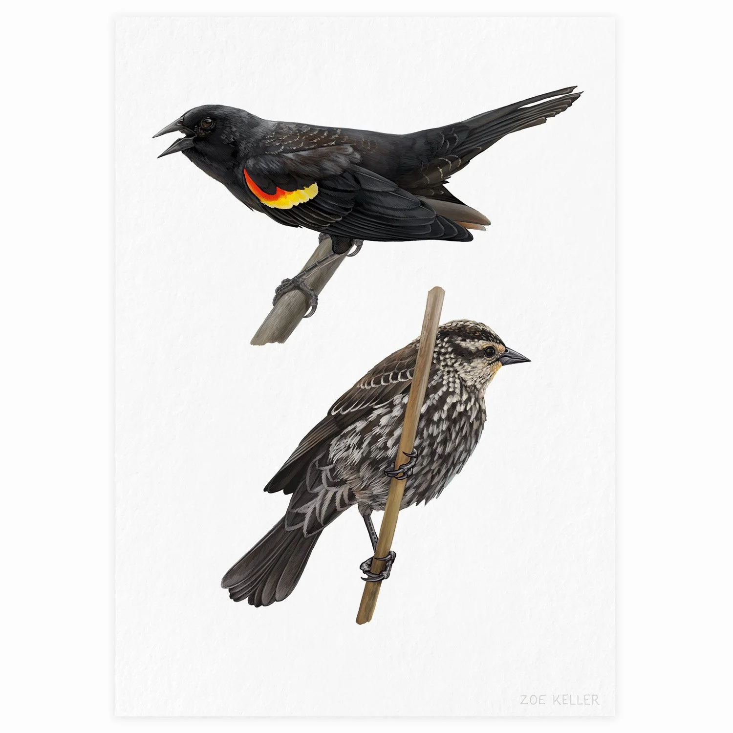 Birds of the Zena Woods Mini Prints (25 Options) — Zoe Keller